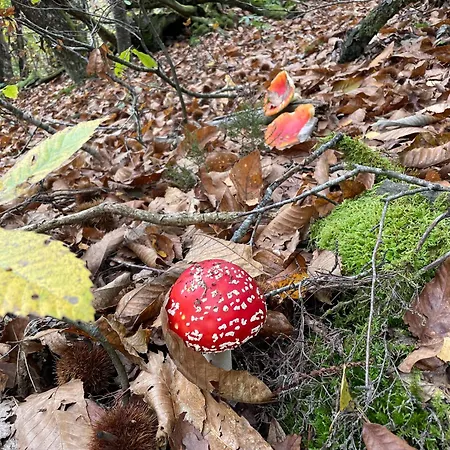 Grange Gaia Sur Riviere