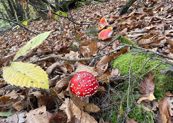 Grange Gaïa Sur Rivière